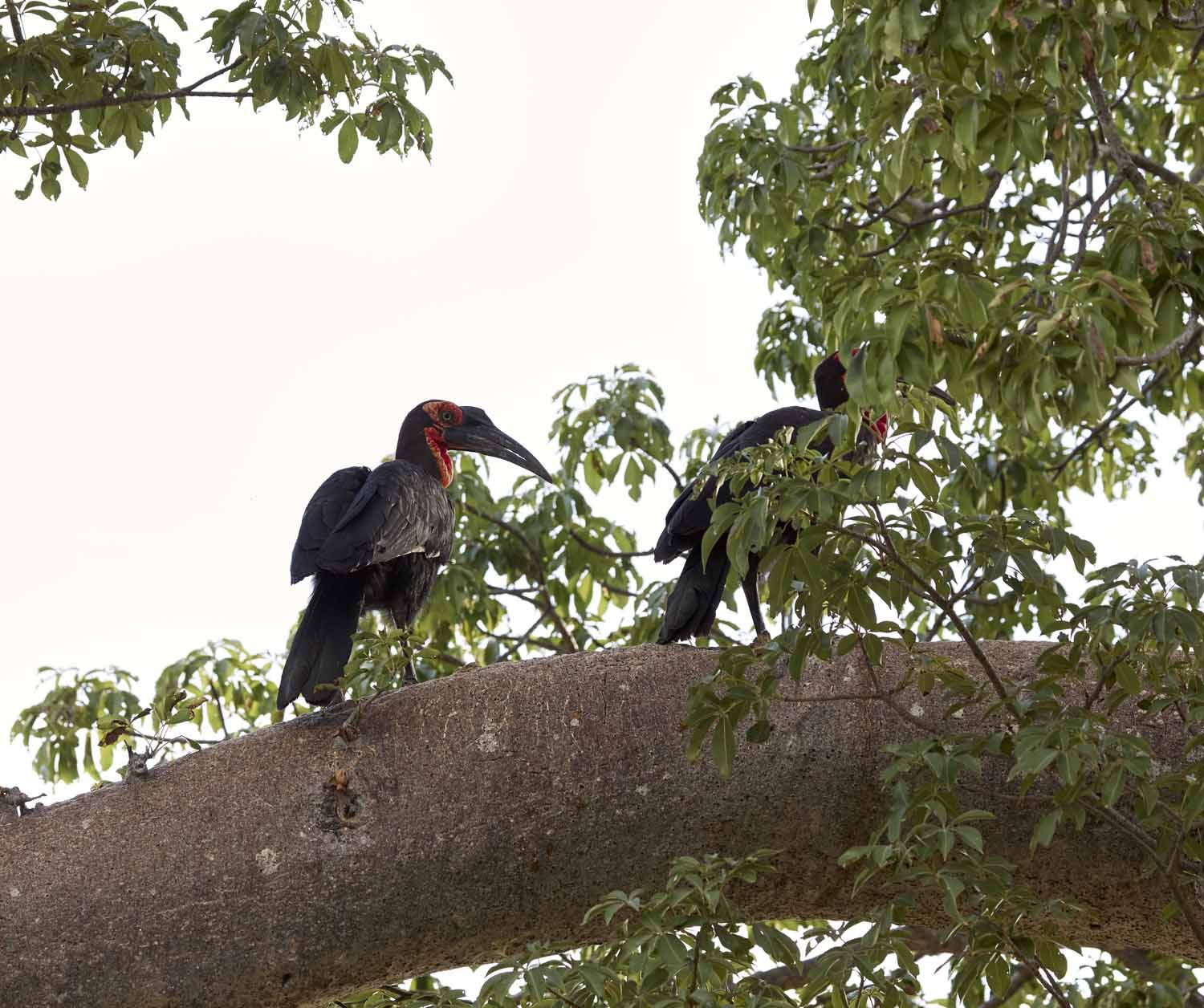 Southern ground hornbills in a tree in the South Luangwa