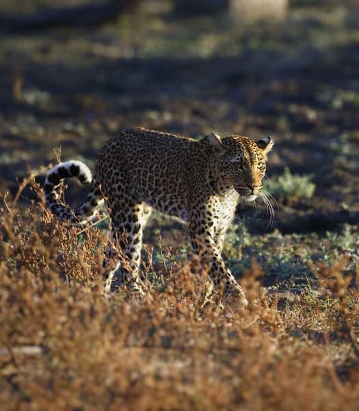 A leopard moving through golden grass in South Luangwa