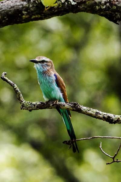 A racket-tailed roller perched on a branch