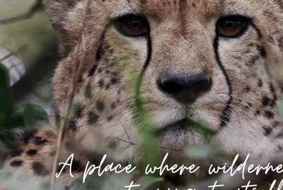 A place where wilderness is returning to itself