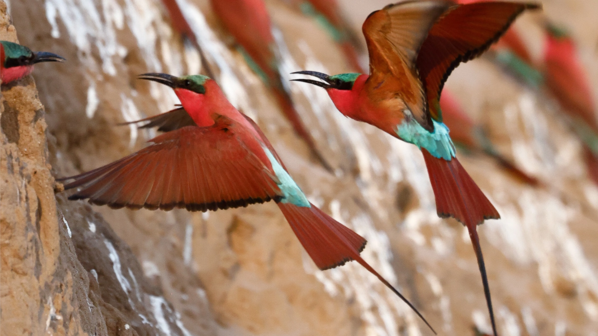 Zllc carmine bee eater